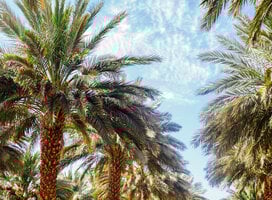 Our date palm farm across from the kibbutz. 